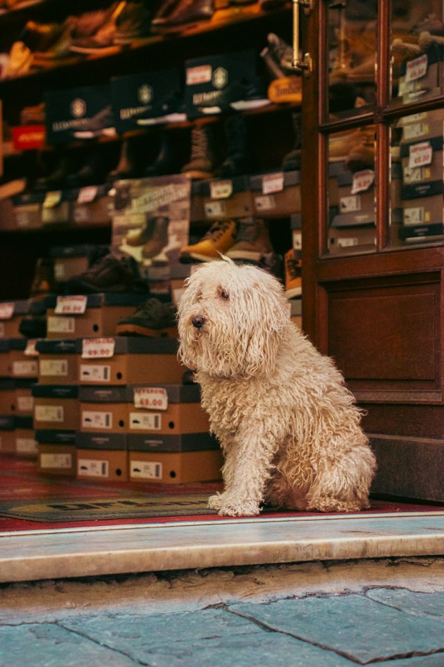 best pet shop in navi mumbai